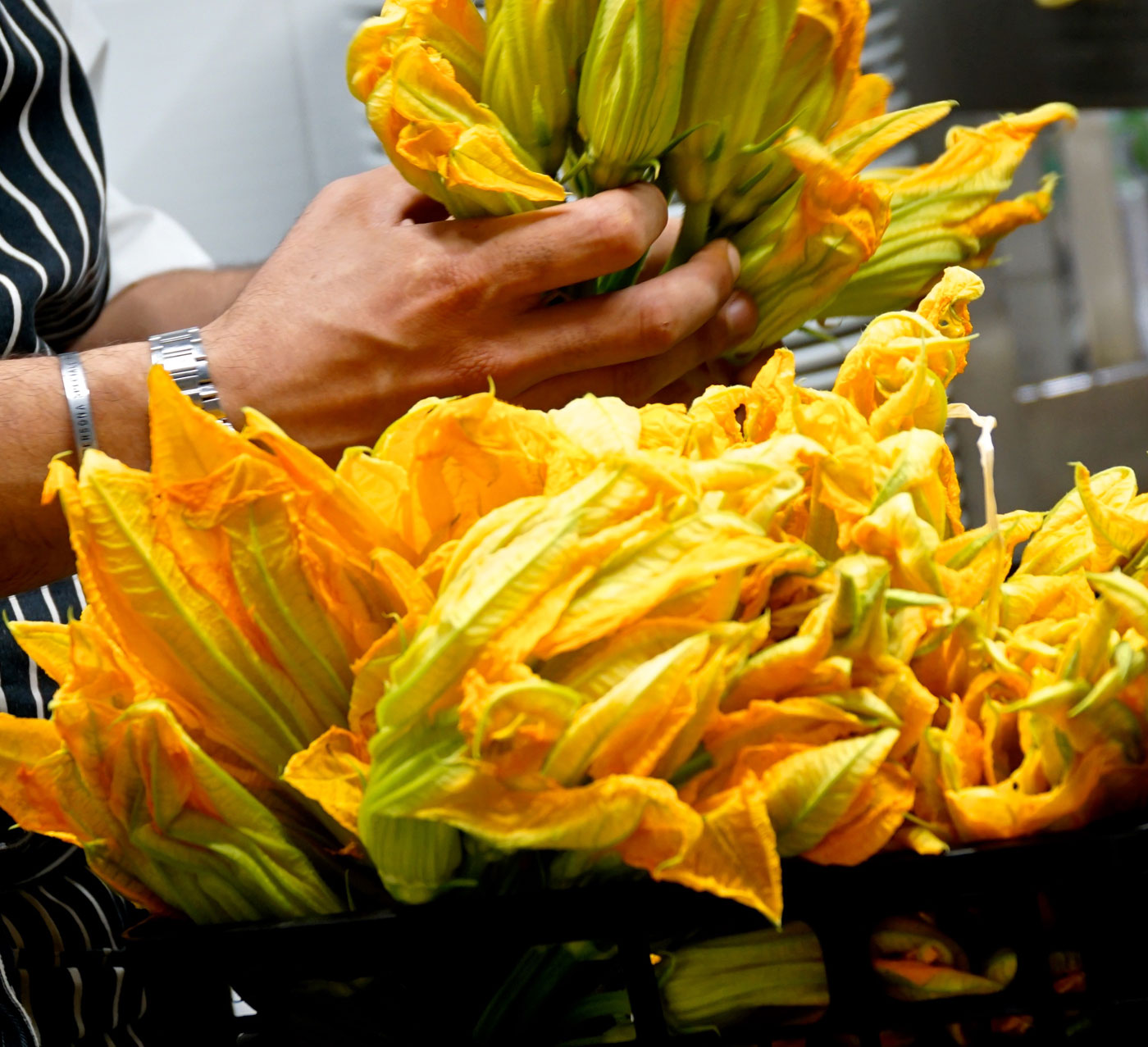 fiori di zucca