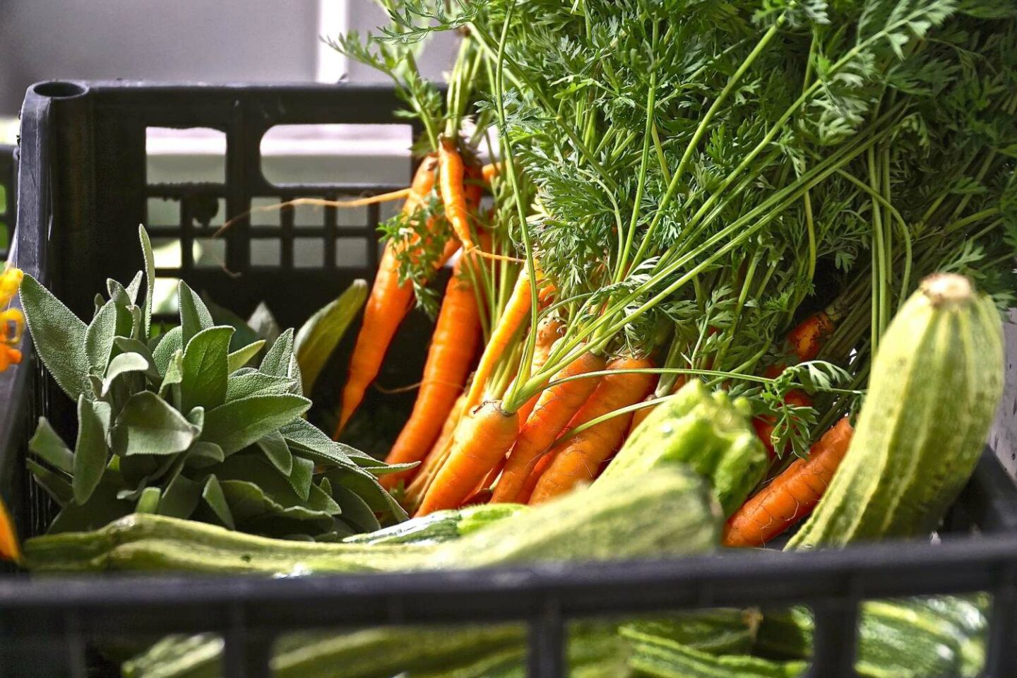 cassetta con ortaggi: carote, zucchine, odori